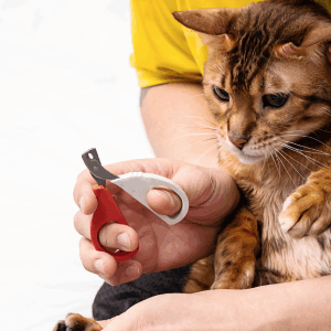 Care Plan