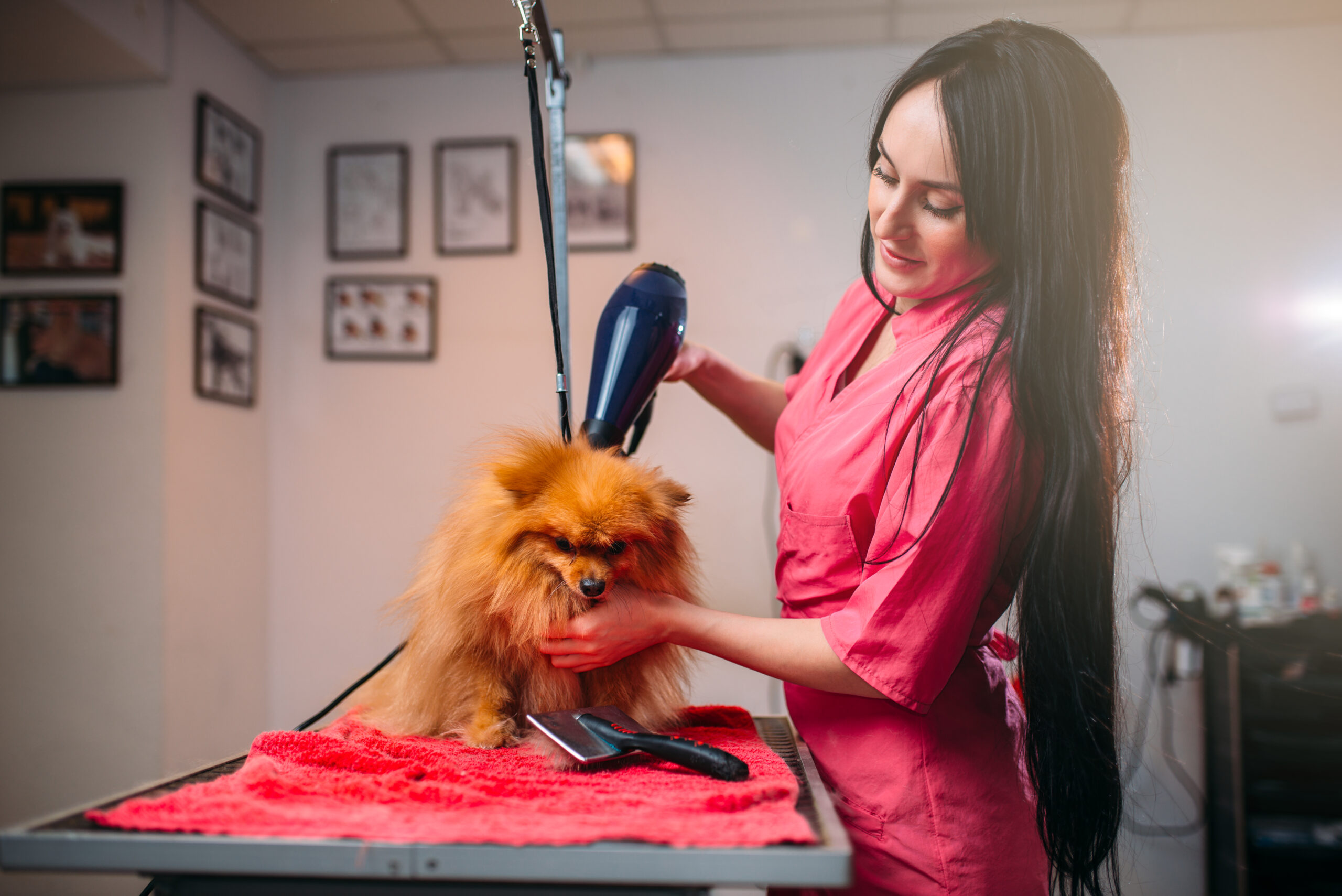 Pet groomer with a hair dryer, dog washing in grooming salon. Professional groom and hairstyle for domestic animals